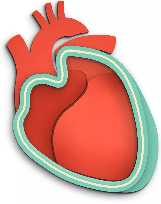 Definition of Pericarditis image - Normal pericardium